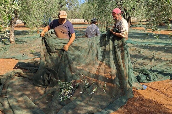 Monopoli Olive Oil Tour: Millennial Trees, Hypogeum Mills & Tasting photo 3