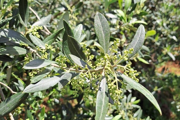 Monopoli Olive Oil Tour: Millennial Trees, Hypogeum Mills & Tasting photo 4