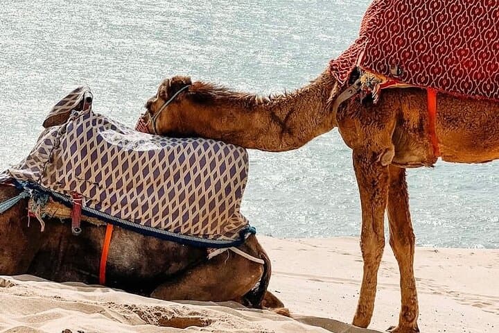 Timlalin Dunes Camel Ride: Sunset Trek with Mint Tea from Agadir photo 3