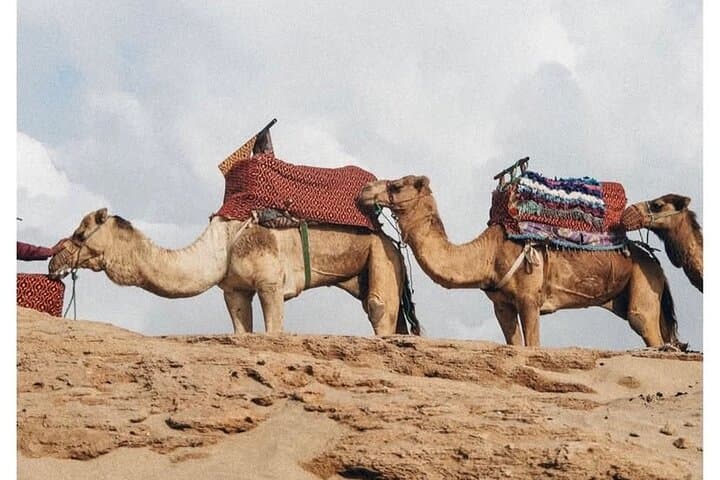 Timlalin Dunes Camel Ride: Sunset Trek with Mint Tea from Agadir photo 6