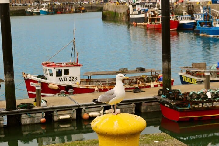 Howth Harbour Walk and Ireland's Eye Coastal Cruise — Private Combo Tour photo 6