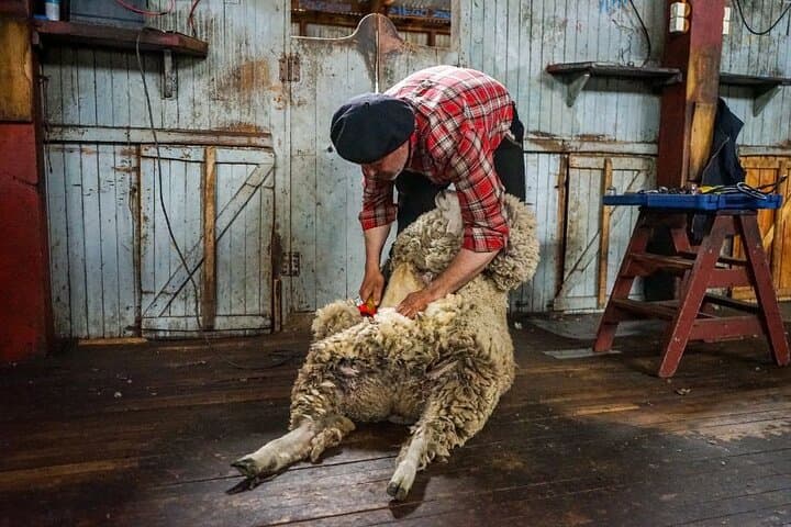 Land of Sheep: Full-Day Patagonian Estancia Experience near Puerto Natales