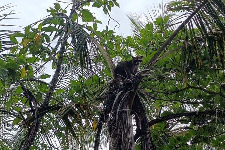 Punta Uva Kayak Wildlife Tour — Paddle with Sloths, Turtles & Fresh Tropical Fruit photo 4