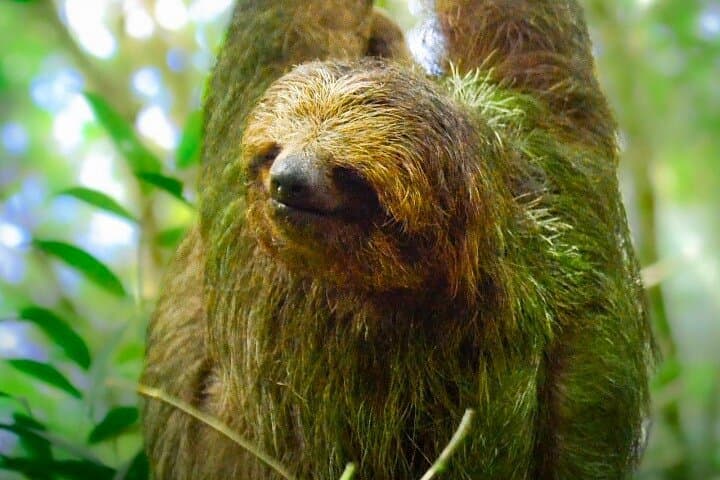 Sloth Watching Experience Arenal: Guided Sloth Tours Near La Fortuna