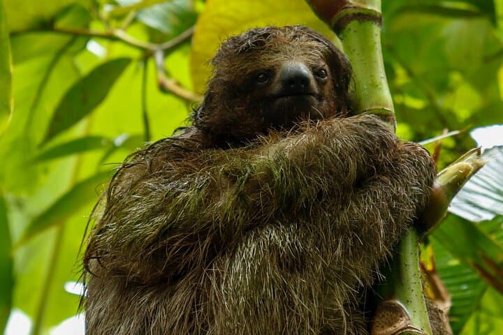 Sloth Watching Experience Arenal: Guided Sloth Tours Near La Fortuna photo 6
