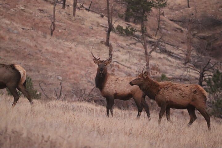 Private Wildlife Biologist Tour of the Black Hills: Wind Cave, Custer State Park & Needles Highway