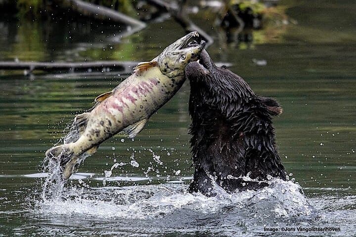 Explore Ketchikan’s Wild Side: Custom 4-Hour Private Tour with Wildlife and History photo 2
