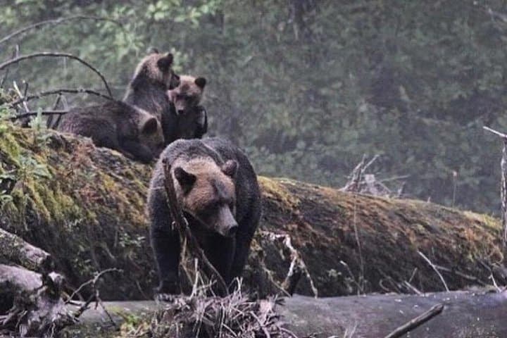 Ketchikan 2-Hour Custom Wildlife & Historical Tour — Whales, Bears and Totem Trails photo 2