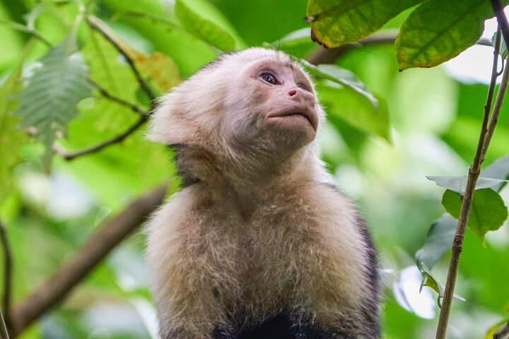 Discover Cahuita National Park: Guided Coastal Walk & Wildlife Viewing in Costa Rica photo 3