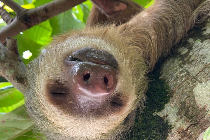 Discover Cahuita National Park: Guided Coastal Walk & Wildlife Viewing in Costa Rica photo 4