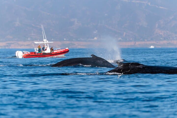 Oceanside Open-Boat Whale Watching: Small-Group Pacific Wildlife Cruise