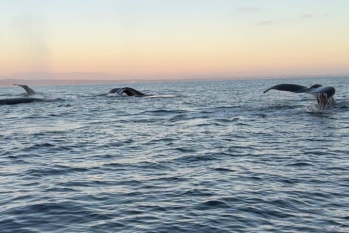 Oceanside Open-Boat Whale Watching: Small-Group Pacific Wildlife Cruise photo 2