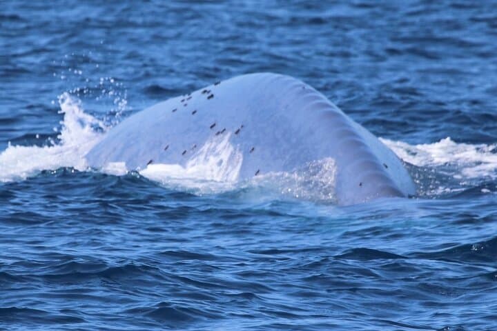 Oceanside Open-Boat Whale Watching: Small-Group Pacific Wildlife Cruise photo 3