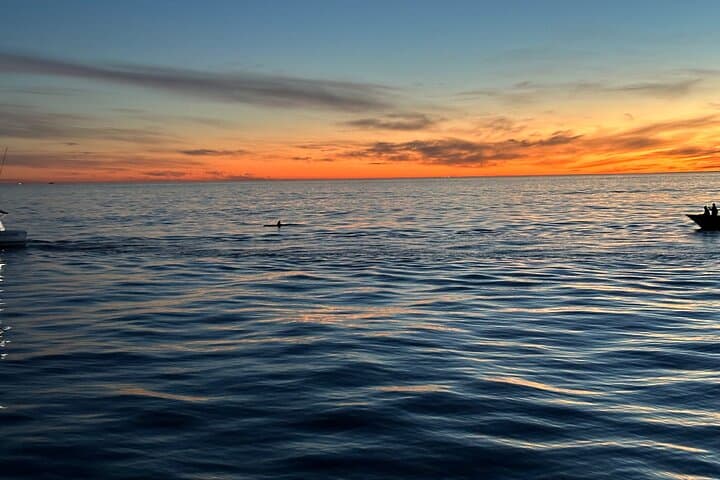 Oceanside Open-Boat Whale Watching: Small-Group Pacific Wildlife Cruise photo 4