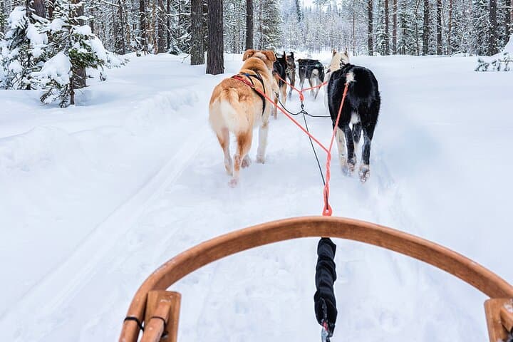 One-Day Husky, Reindeer & Ice Fishing Experience Near Rovaniemi photo 3