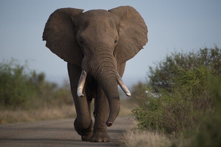 Amboseli 2-Day Jeep Safari: Elephants, Plains and Kilimanjaro Views