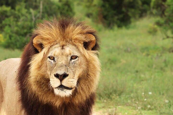 Nairobi National Park Game Drive and Giraffe Center Day Tour photo 4