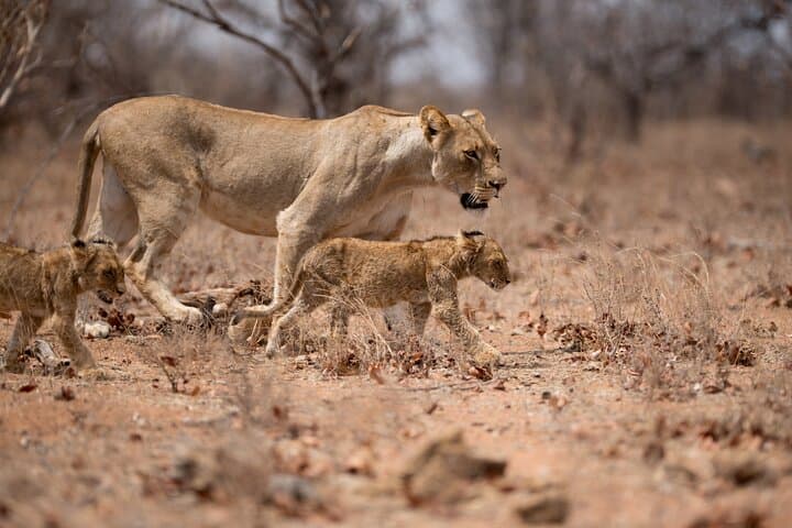 Exploring Nairobi National Park: Wildlife Encounters and Conservation in Kenya’s Urban Wilderness