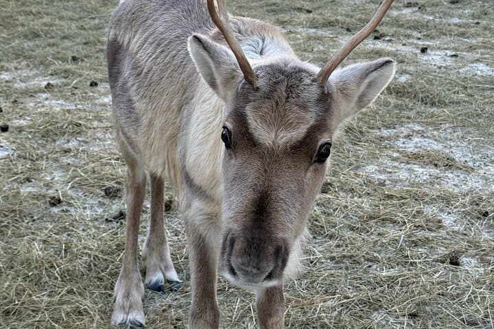 Lapland Husky, Reindeer and Snowmobile Day Experience in Rovaniemi photo 3