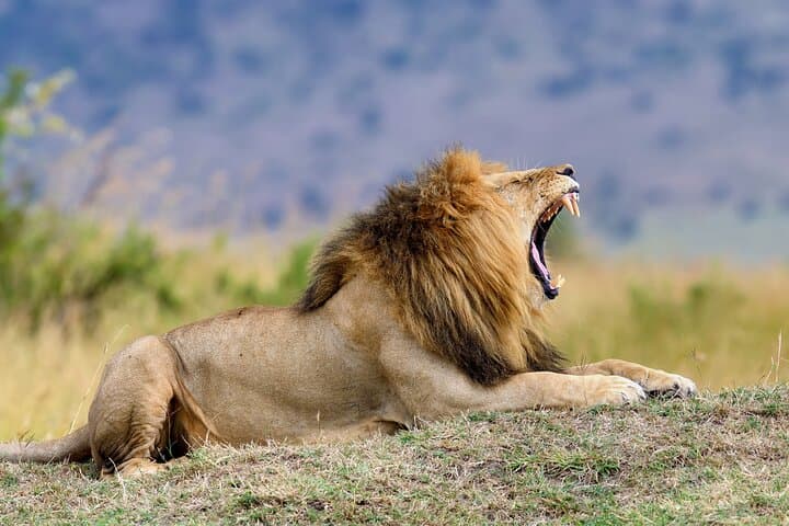 Gondwana Safari: 2-Night Luxury Game Reserve Escape from Cape Town photo 2
