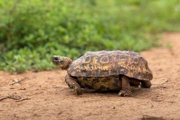 Akagera National Park Safari: Full-Day Wildlife & Birding from Kigali photo 2
