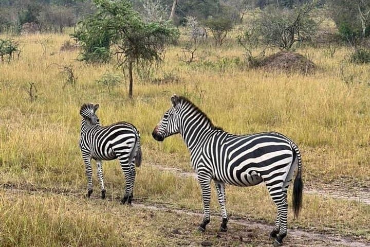 Akagera National Park Safari: Full-Day Wildlife & Birding from Kigali photo 3