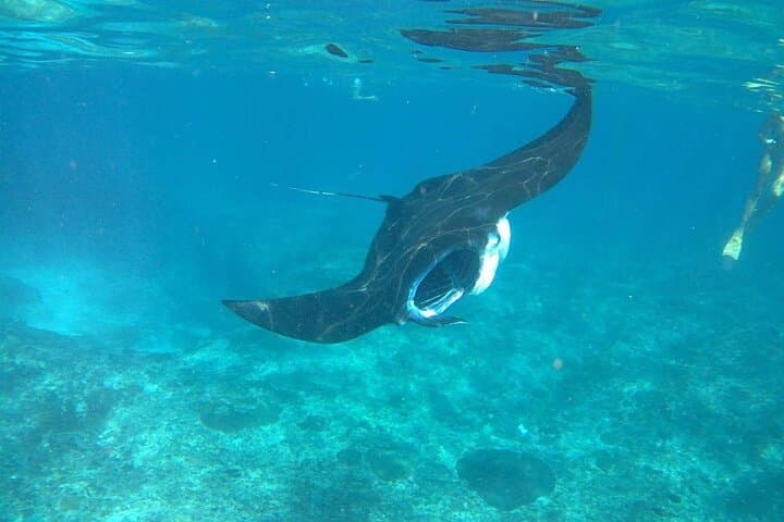 Snorkel with Manta Rays at Nusa Penida: Full-Day Manta Point, Crystal Bay & Gamat Bay photo 5