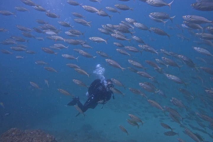 Fujairah Night Dive & Live BBQ: Bioluminescence, Hidden Reef Life, After-Dive Feast photo 3