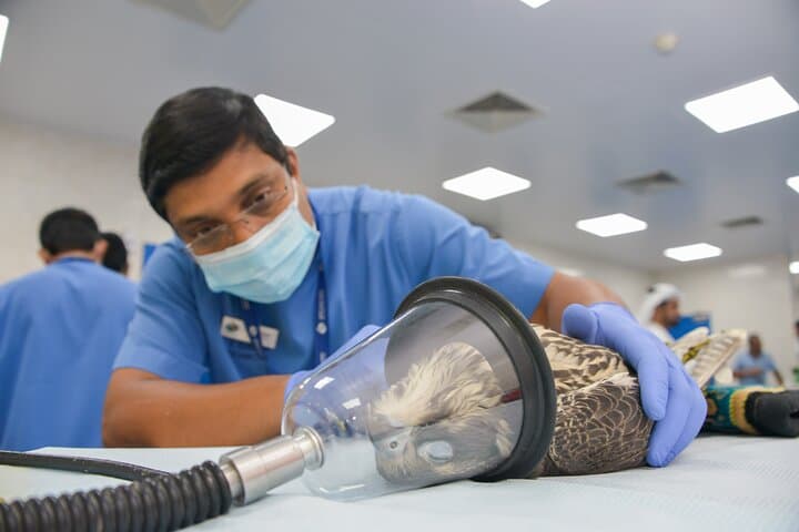 Inside Abu Dhabi: Sheikh Zayed Grand Mosque & Falcon Hospital Half-Day Tour photo 5