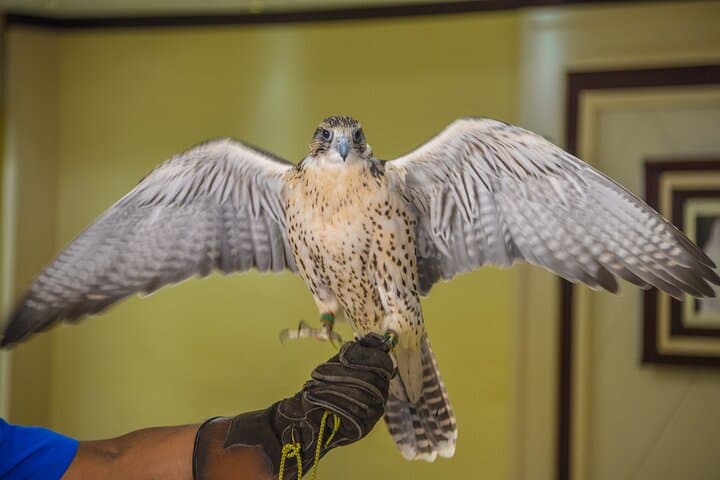 Inside Abu Dhabi: Sheikh Zayed Grand Mosque & Falcon Hospital Half-Day Tour photo 6