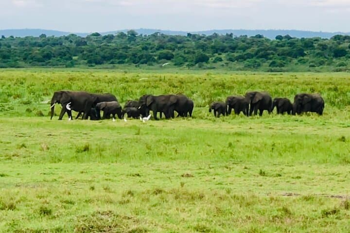 8-Day Rwanda Small-Group Safari: Gorillas, Golden Monkeys & Nyungwe Canopy photo 4