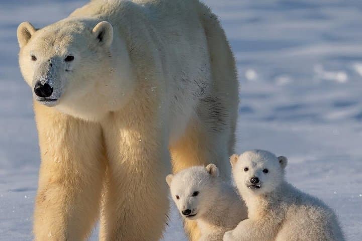 2-Day Lapland Adventure: Husky Rides, Snowmobile Aurora Chase & Ranua Zoo photo 3