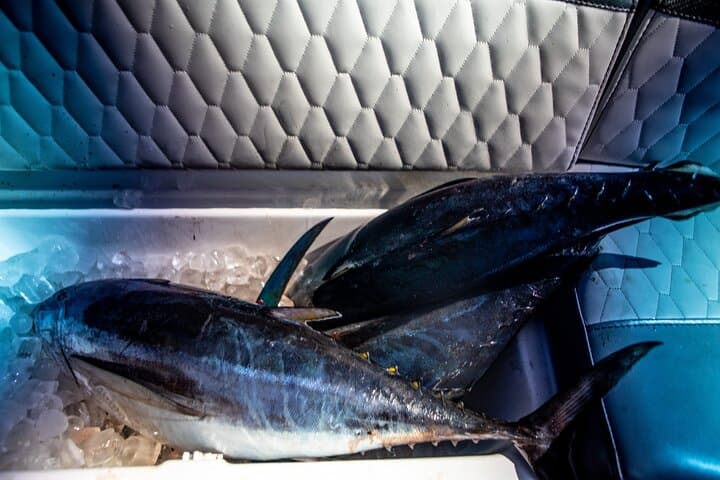 Limassol Tuna Fishing Trip: Albacore Trolling Adventure photo 3