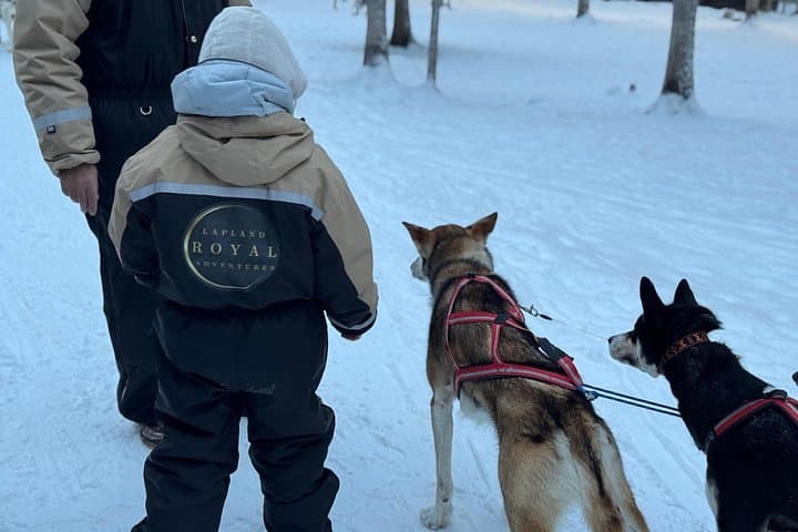 2-Day Lapland Adventure: Husky Rides, Snowmobile Aurora Chase & Ranua Zoo photo 1