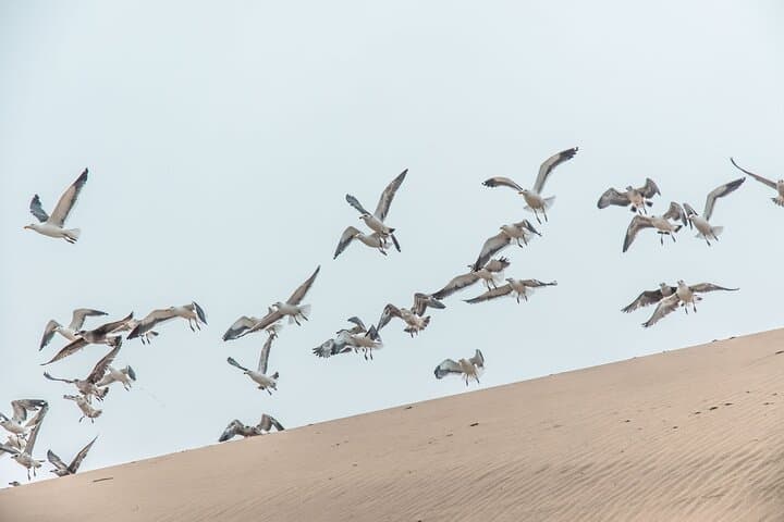 Sandwich Harbour Day Trip: Budget Coastal Dune Safari from Walvis Bay photo 4