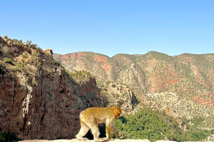 Marrakech to Ouzoud Waterfalls: Guided Day Trip with Boat Ride photo 4