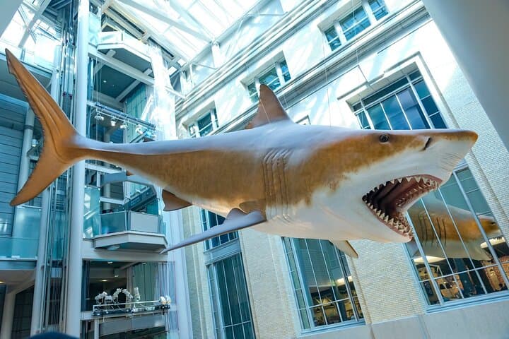 Private Smithsonian National Museum of Natural History Tour Washington DC photo 6