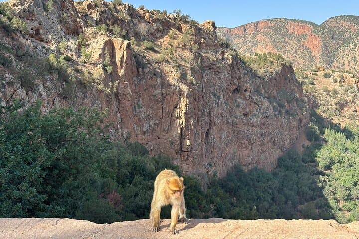 Day Trip to Ouzoud Waterfalls from Marrakech — Private Excursion & Boat Ride photo 3