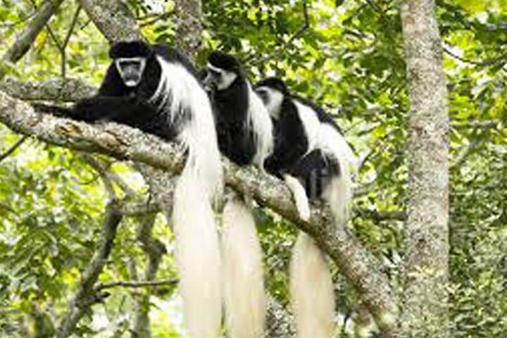 Arusha National Park Day Trip: Canoe, Walk & Game Drive Around Mount Meru photo 3