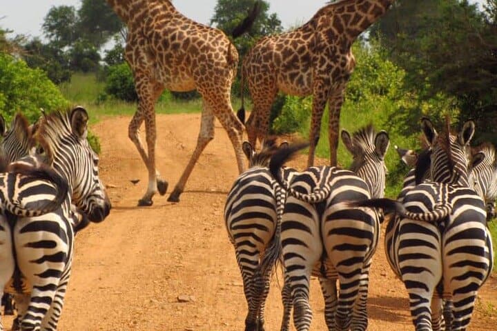 Arusha National Park Day Trip: Canoe, Walk & Game Drive Around Mount Meru photo 5