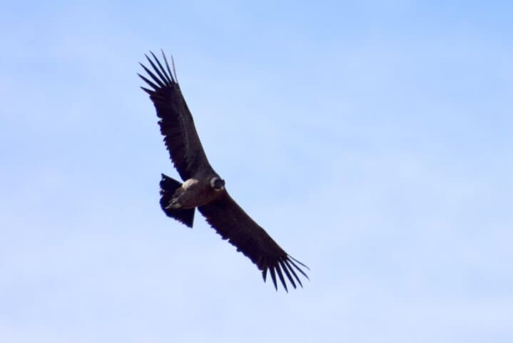 Full-Day Condor Viewpoint Hike in Cajón del Maipo — Trek to Mirador de Condores photo 1