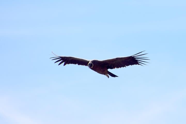 Andes Horseback Ride & Hike to Condor Viewpoint with Chilean Lunch photo 2