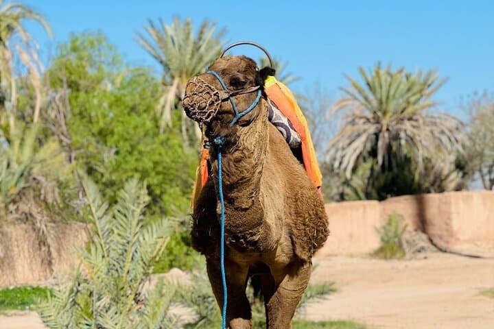 Camel Ride in Marrakech Palmeraie: 2‑Hour Dromedary Trek & Mint Tea photo 3