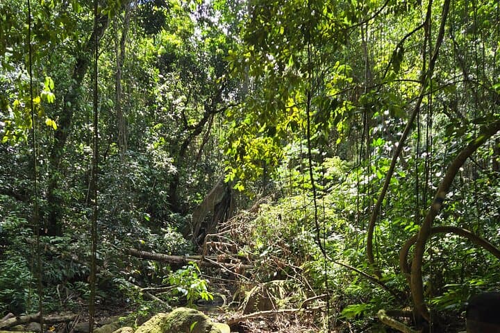 Half-Day St. Kitts Rainforest Hike — Waterfalls, Vervet Monkeys & Mount Views photo 3