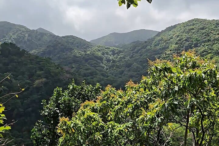 Half-Day St. Kitts Rainforest Hike — Waterfalls, Vervet Monkeys & Mount Views photo 4