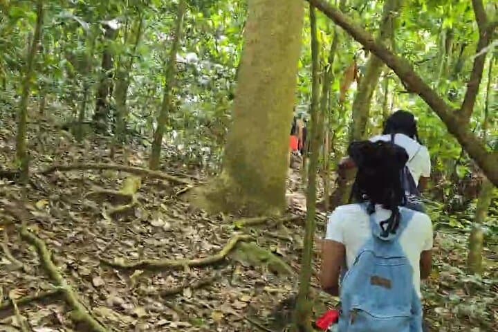 Half-Day St. Kitts Rainforest Hike — Waterfalls, Vervet Monkeys & Mount Views photo 5