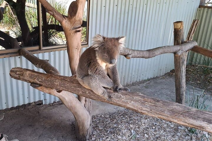 Wings Wildlife Park Shuttle — Burnie Shore Excursion to See Tasmanian Devils & Koalas photo 2