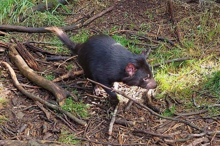 Wings Wildlife Park Shuttle — Burnie Shore Excursion to See Tasmanian Devils & Koalas photo 3