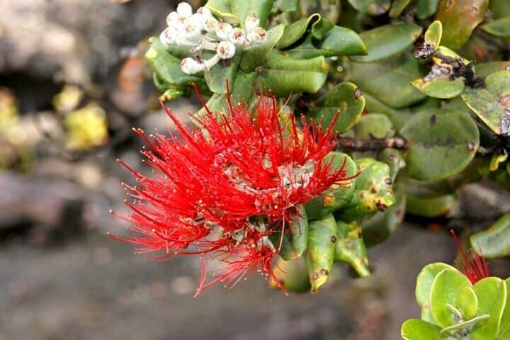 Explore Hawaii’s Big Island: Ultimate Hilo and Volcano National Park Day Tour photo 3