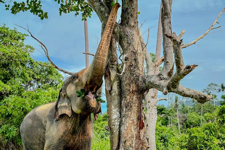 Koh Samui Elephant Home Sanctuary and First Elephant Museum — Ethical Jungle Walk & Seed-Bomb Conservation photo 4